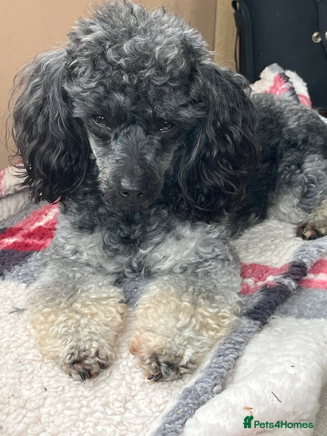 Toy Poodle dogs for sale: Toy poodle  - Advert 1