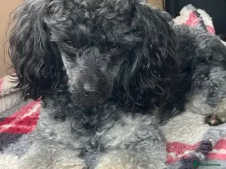 Toy Poodle dogs Toy poodle - Advert 1