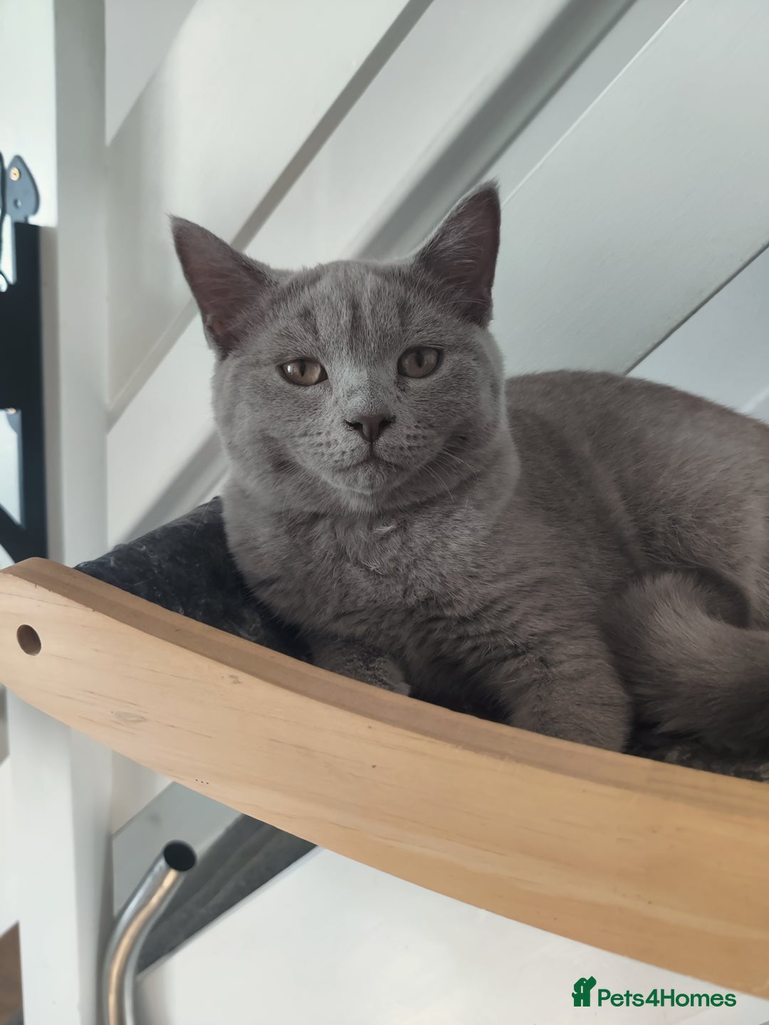 British Shorthair cats for sale: Last lilac boy for sale  - Advert 1