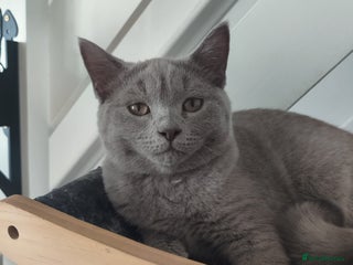 British Shorthair cats Last lilac boy for sale - Advert 1