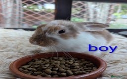 English Lop rabbits for sale: Lop mixed dot baby bunnies - Image 3