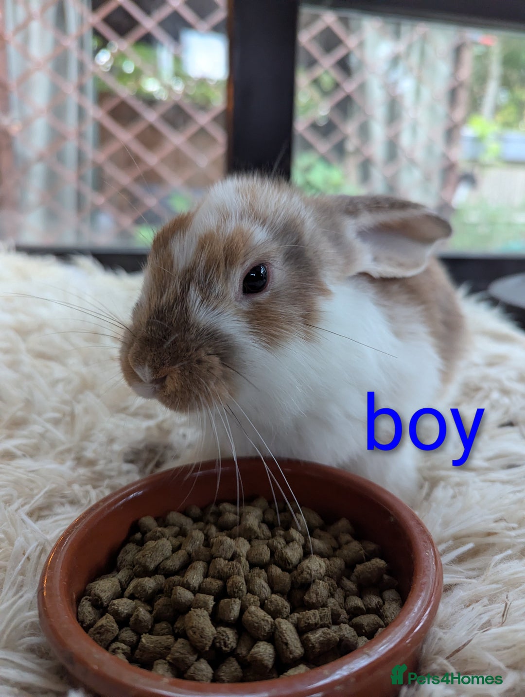 English Lop rabbits for sale: Lop mixed dot baby bunnies - Image 3