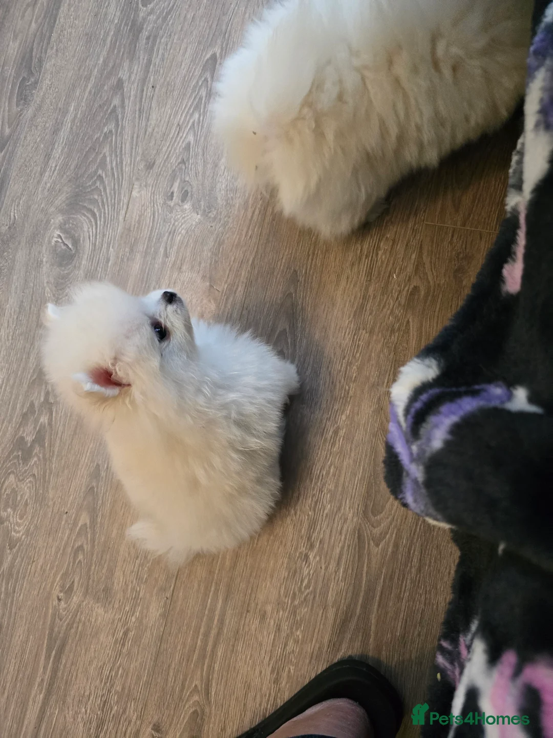 Pomeranian dogs for sale: Gorgeous KC White Pomeranians - Advert 15