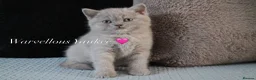 British Shorthair cats for sale: TICA British Shorthair & Longhair Kittens  - Advert 24