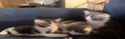Mixed Breed cats for sale: Baby kitten in Harrow - Advert 5