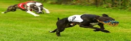 Whippet dogs for stud: Eidynrock Sangoma with Silkspun ,Sportingbred.X in Glasgow - Advert 30