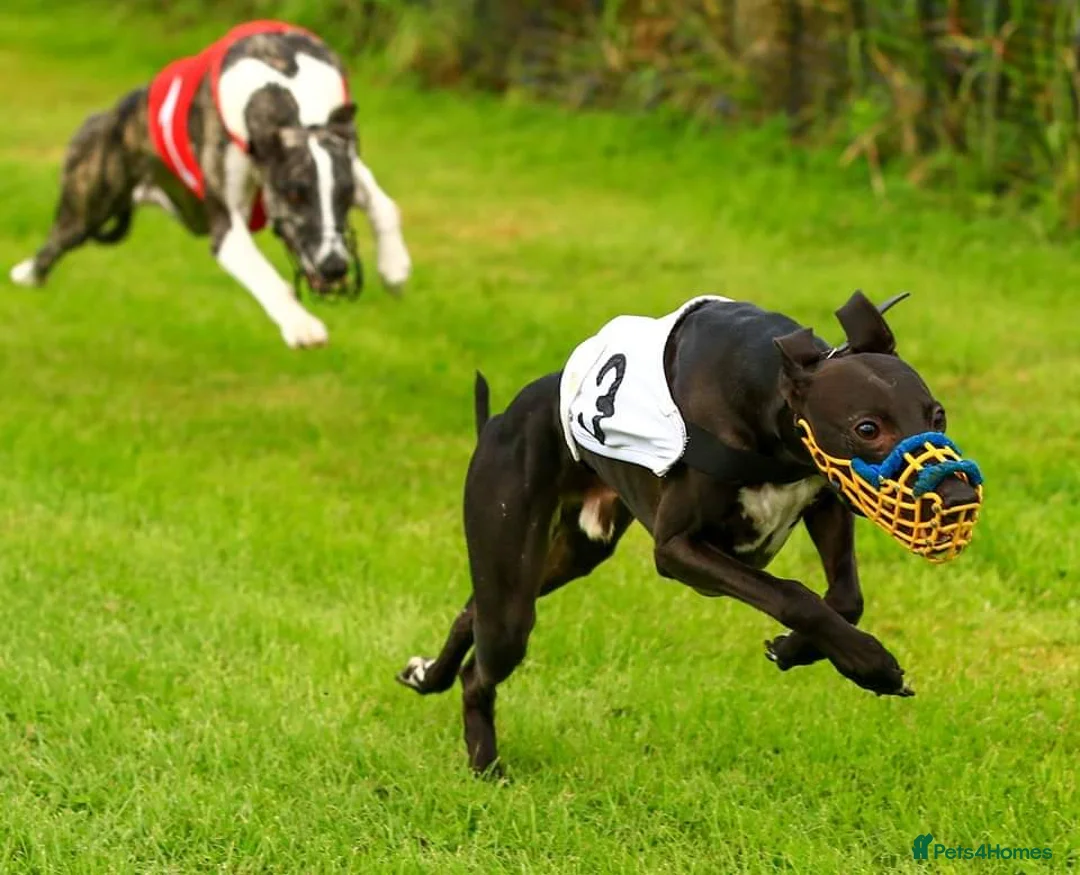 Whippet dogs for stud: Eidynrock Sangoma with Silkspun ,Sportingbred.X in Glasgow - Advert 30