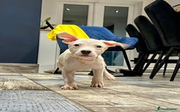American Bulldog dogs for adoption: 5 GORGEOUS AM BULL X PUPS 12WKS OLD - Image 16