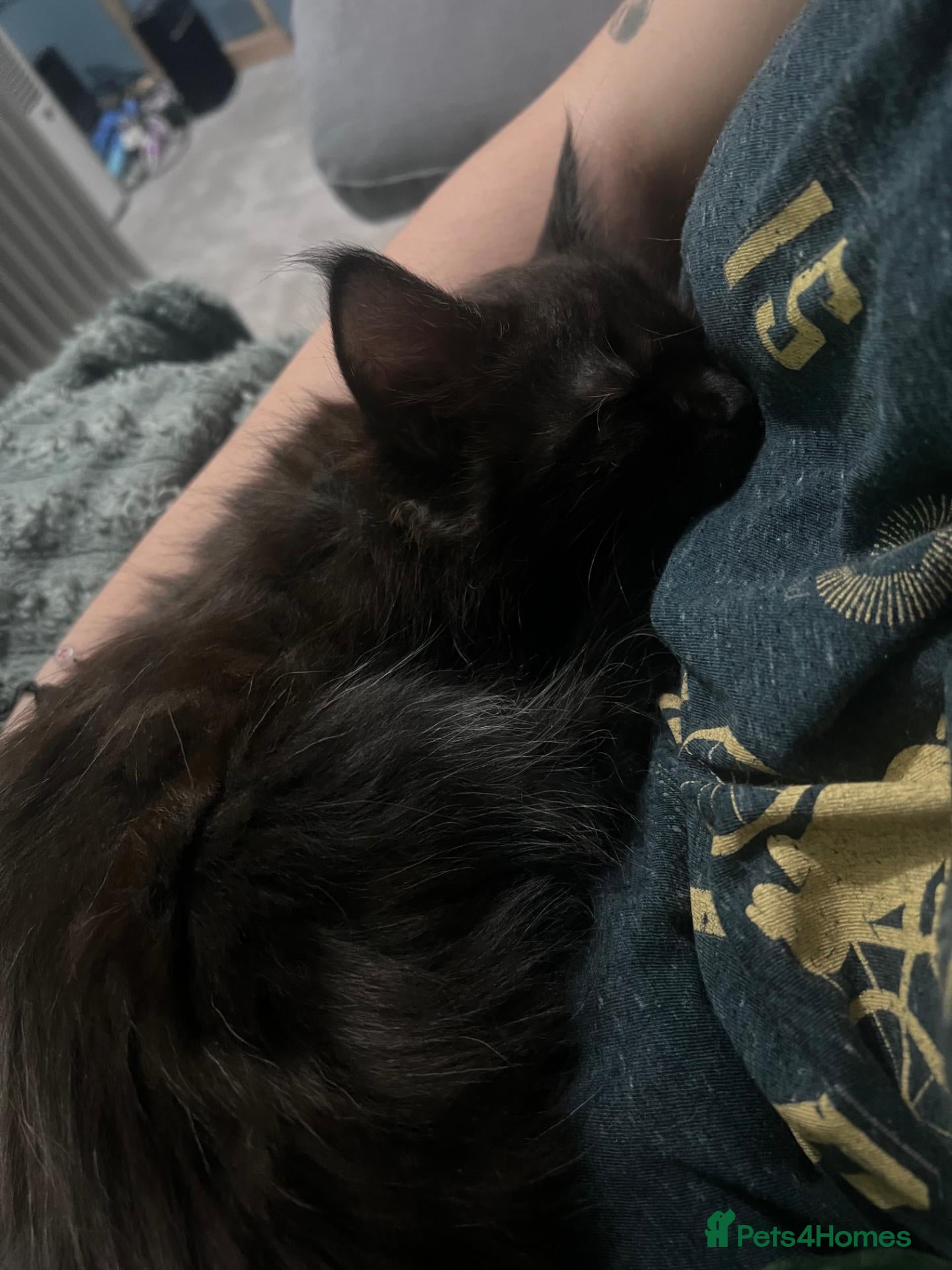 Maine Coon cats for sale: Cuddly Maine Coon Kitten Black Smoke Boy - Advert 13