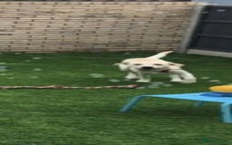 Labrador Retriever dogs for sale: Lovely Labrador retriever - Image 3