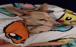 Miniature Dachshund dogs for sale: KC Cream long haired miniature dachshund  - Image 5
