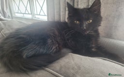 Ragdoll cats for sale: 2 Gorgeous Ragdoll/Bengal boys - Image 2