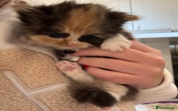 Persian cats for sale: Persian Kittens  - Image 18