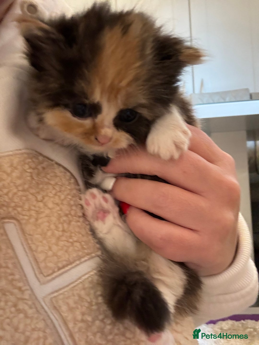 Persian cats for sale: Persian Kittens  - Image 18