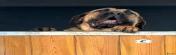 Boerboel dogs for sale: Boerboel puppies - Advert 16
