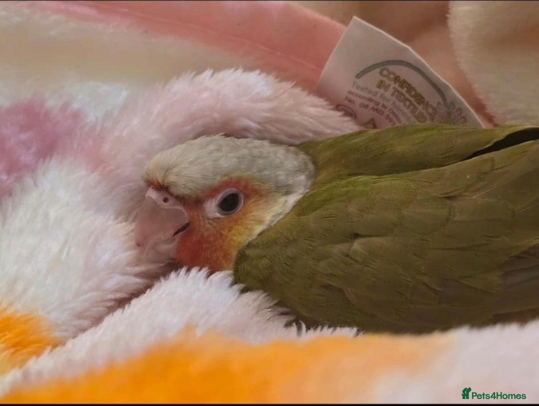 Conures birds Hand reared Pineapple Conure - Advert 1
