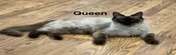 Ragdoll cats for sale: 🐾 Ragdoll Kittens 🐾 - Advert 38