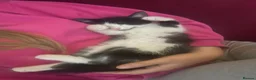 Mixed Breed cats for sale: Beautiful kittens looking for a loving homes  - Advert 20