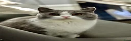 British Shorthair cats for sale: Stunning BritishShorthair Beautiful Fluffy Kittens in Maidstone - Advert 3