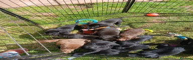 Mixed Breed 12