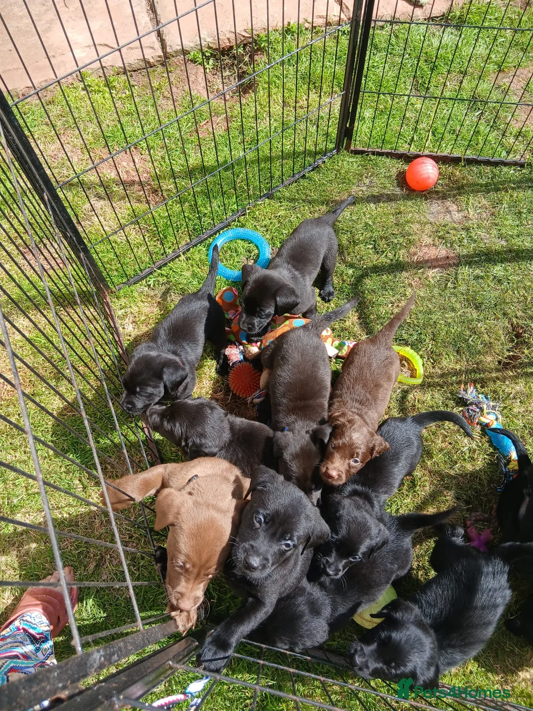 Mixed Breed dogs for sale: Lab quarter collie pups in Kingsbridge - Advert 2