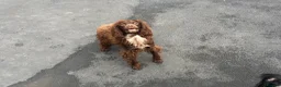 Cocker Spaniel dogs for sale: beautiful litter of cocker spaniels for sale  - Advert 5