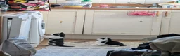 Domestic Shorthair cats for sale: 2 black&white kittens looking for home !  in London - Advert 4