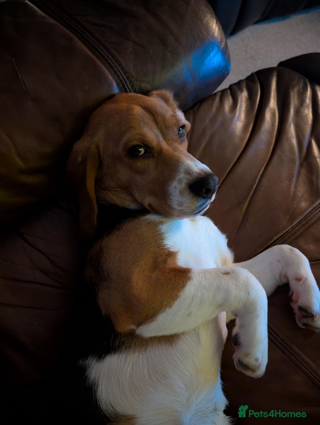 Beagle dogs for sale: 8 month male beagle - Looking for a forever home - Advert 2