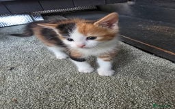Mixed Breed cats for sale: Premium mixed breed kittens - Image 35