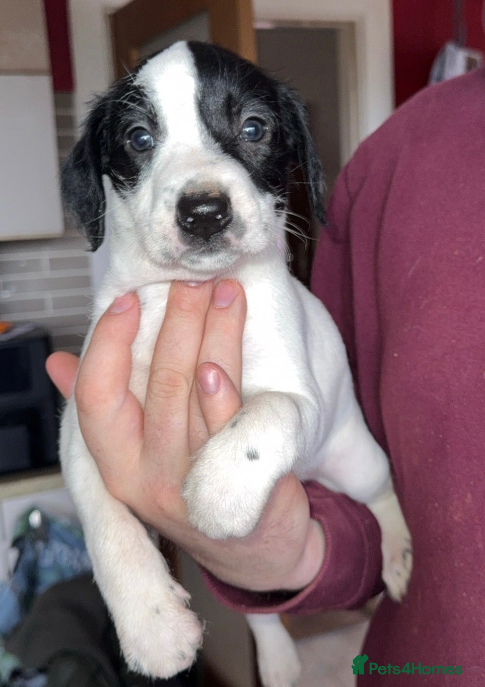 Mixed Breed dogs Pointer/spaniel cross Bedlington  - Advert 15