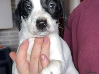 Mixed Breed dogs Pointer/spaniel cross Bedlington - Advert 15