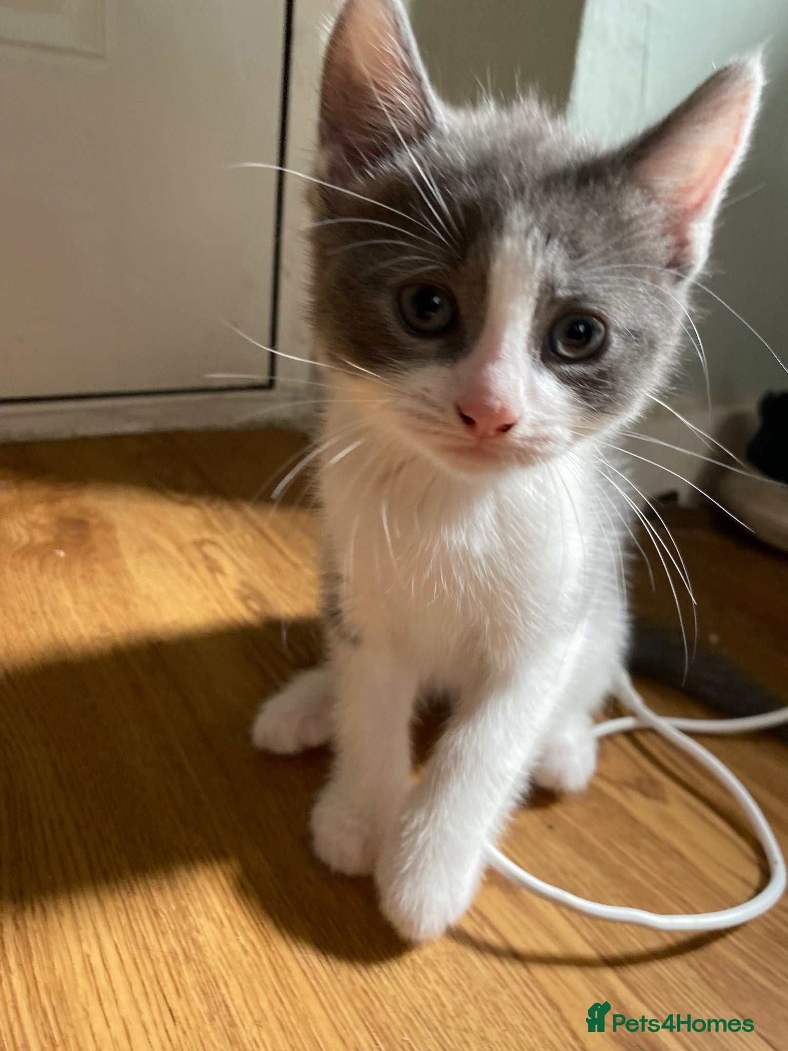 British Shorthair cats Final 2 ! British Blue Cross Kittens – Ready NOW! - Advert 13
