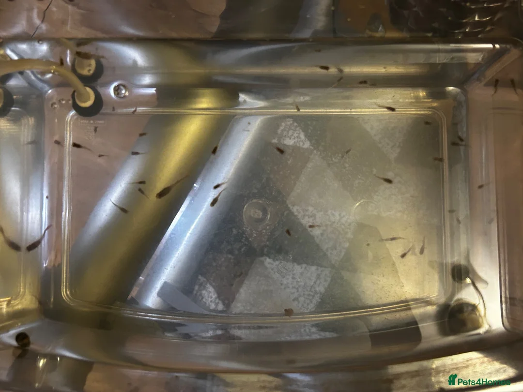 Other/Mixed Breed fish for sale: Baby guppy fish for sale  in Ashford - Advert 2