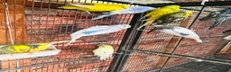 Budgerigars birds for sale: Stunning budgies for sale  - Advert 12
