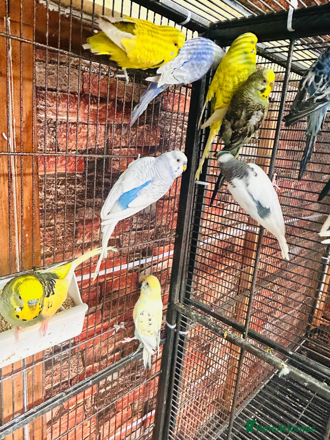 Budgerigars birds for sale: Stunning budgies for sale  - Advert 12