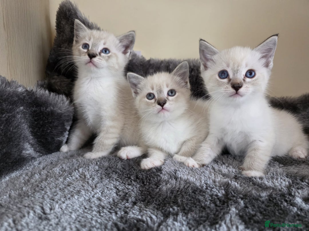 Ragdoll cats for sale: Ragdoll Cross kittens  - Image 6