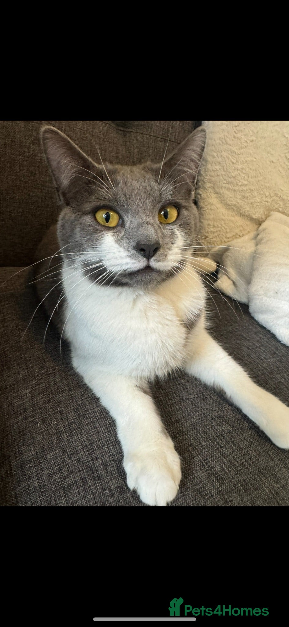 Mixed Breed cats Cat grey and white  - Advert 1