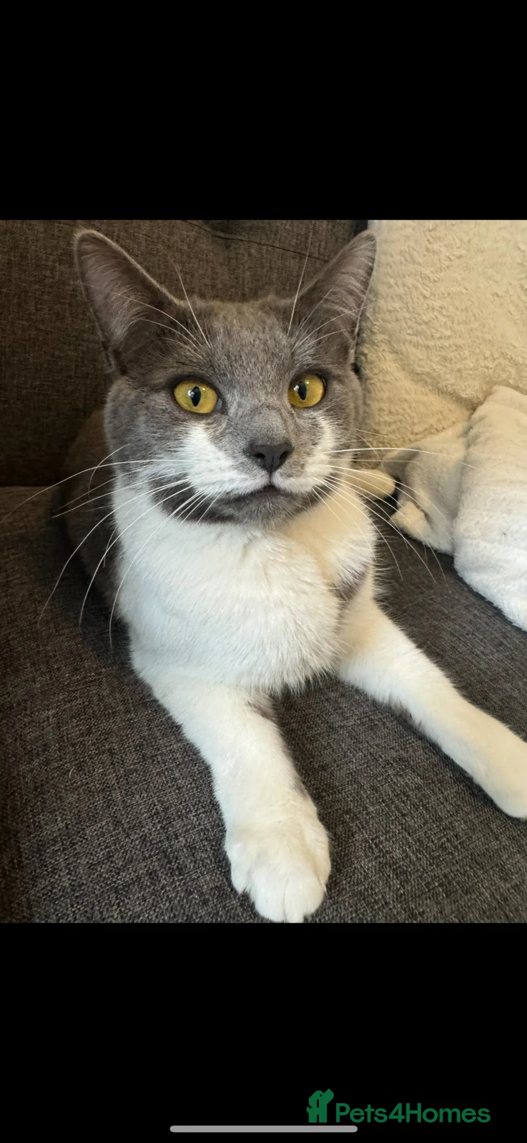 Mixed Breed cats for sale: Cat grey and white  - Advert 1