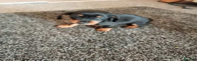 Miniature Dachshund 3