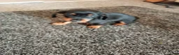 Miniature Dachshund dogs for sale: Miniature dachshund puppies - Advert 3