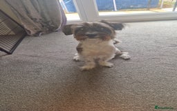 Yorkshire Terrier dogs for sale: Yorkshire terrier 2yr old  - Image 2