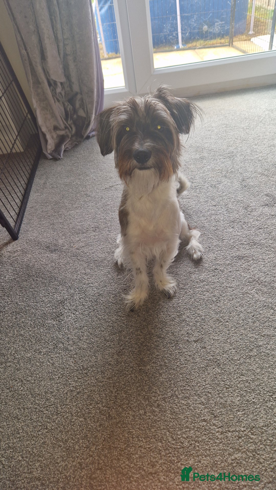 Yorkshire Terrier dogs for sale: Yorkshire terrier 2yr old  - Image 2