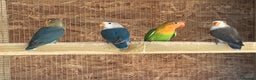Lovebirds birds for sale: Colony of Fischer Lovebirds - Advert 16