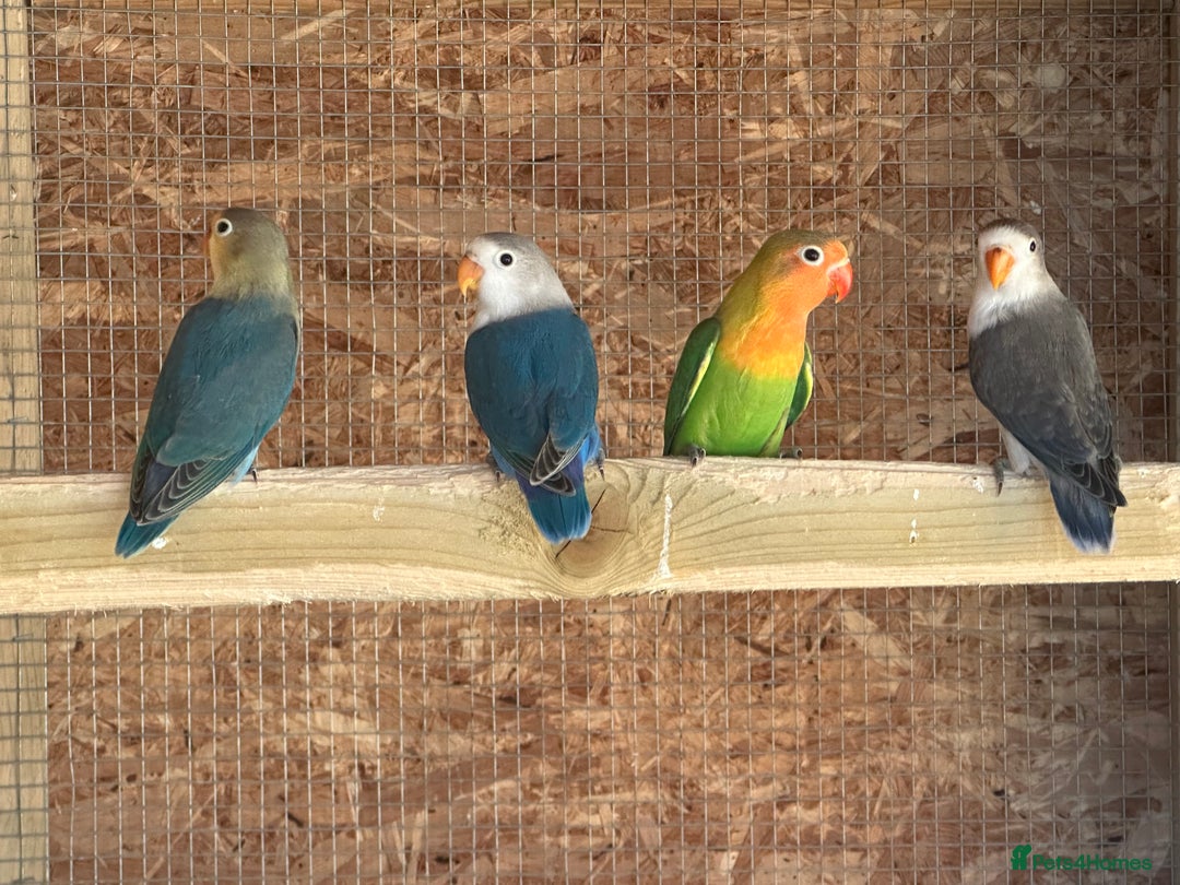 Lovebirds birds for sale: Colony of Fischer Lovebirds - Advert 16