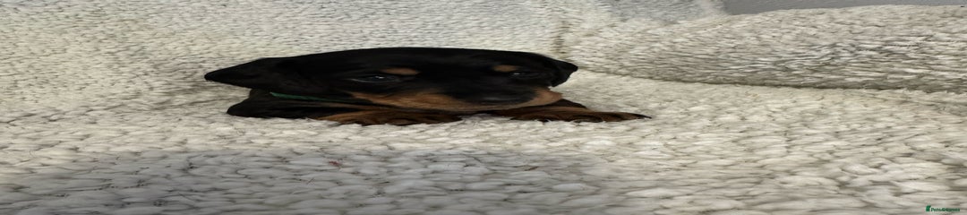 Miniature Dachshund Puppy 2