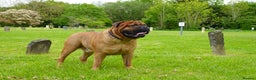 Bullmastiff dogs for stud: Gentle Giant Bullmastiff Stud US Ukraine Bloodline - Advert 8