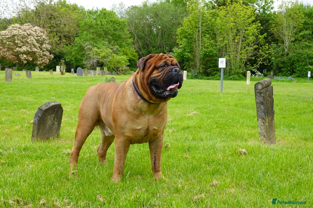 Bullmastiff dogs for stud: Gentle Giant Bullmastiff Stud US Ukraine Bloodline - Advert 8