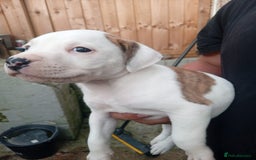 American Bulldog dogs for sale: Amercian Bulldog Pups 🐾  - Image 10