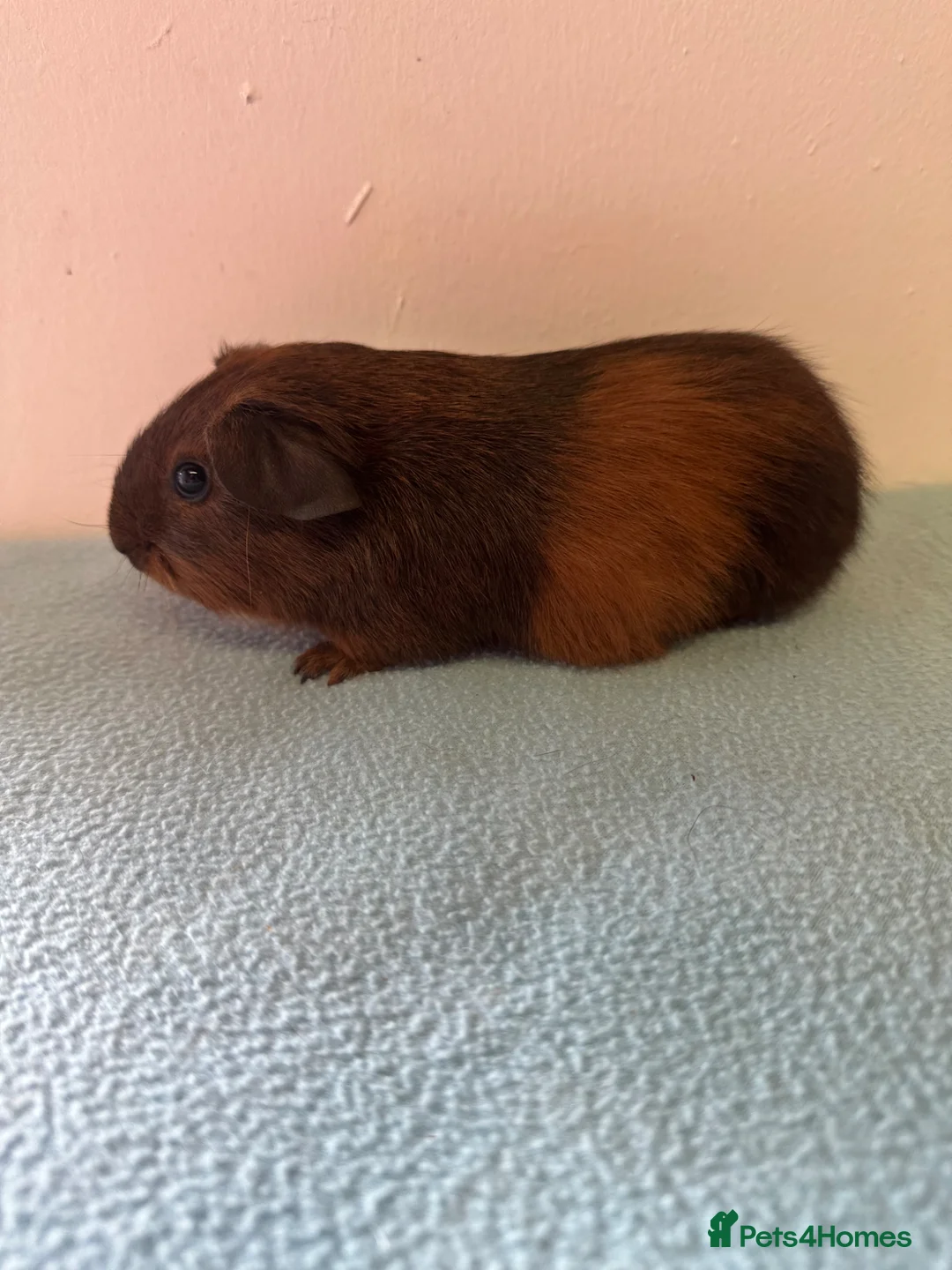 Guinea Pig rodents for sale: Baby girls  - Advert 1