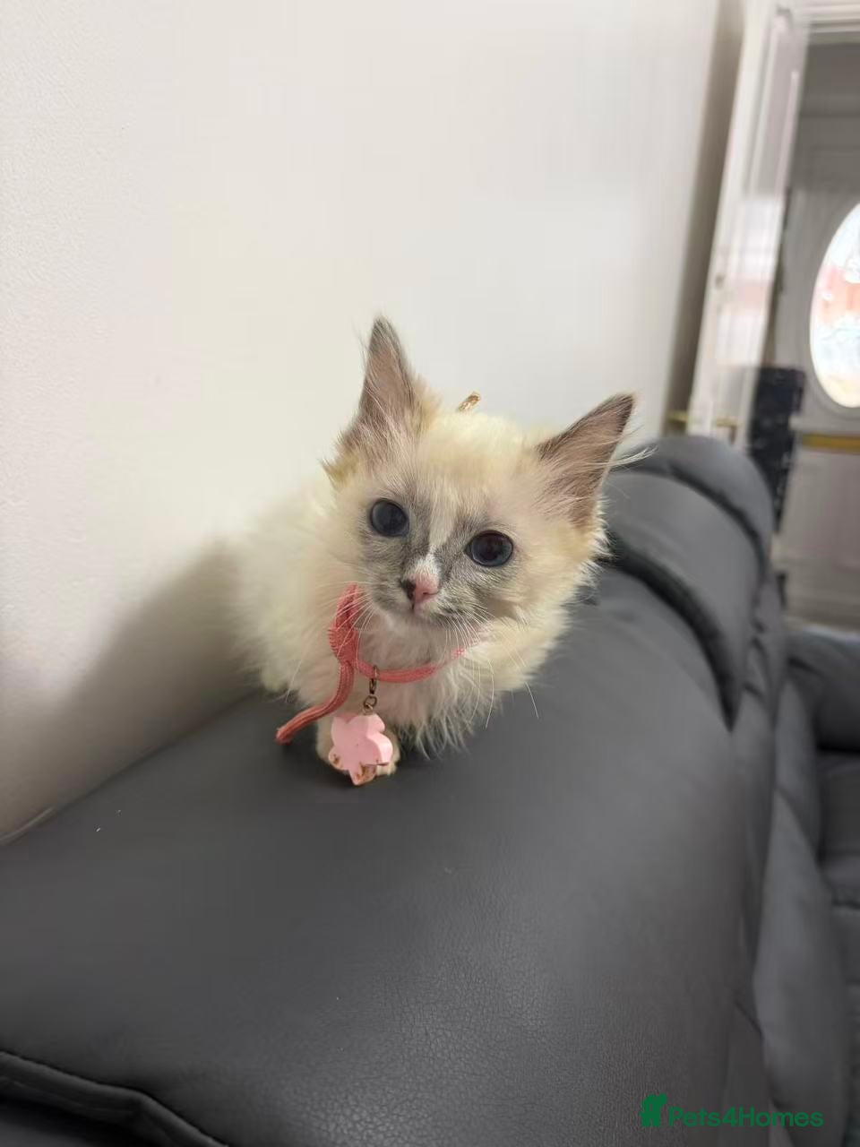 Ragdoll cats Only one female cat - Advert 9